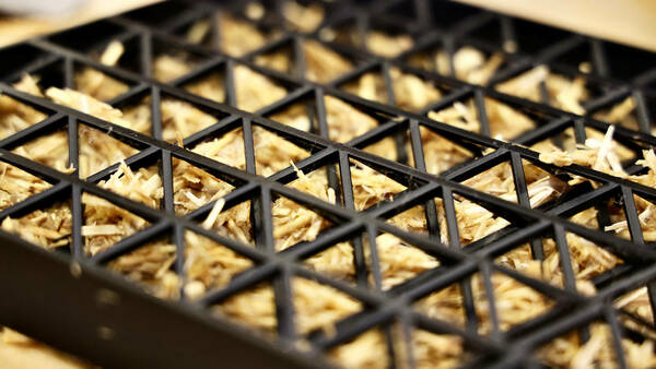photo of 3D printed frame and straw composite sample